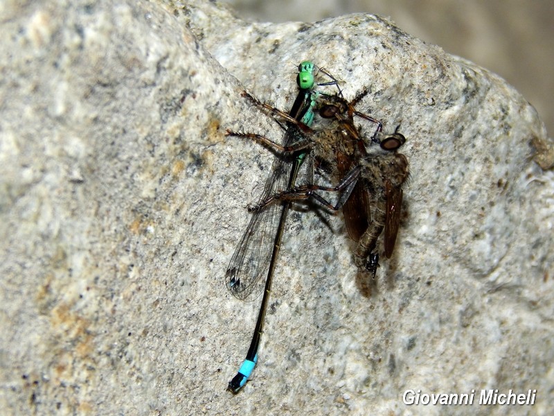 Asilidae preda Odonata